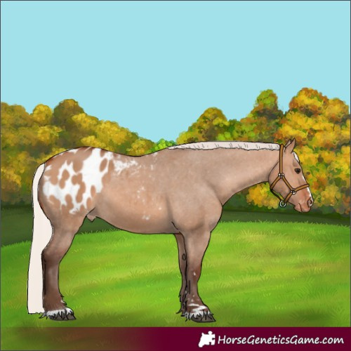 Horse Color:Unknown 