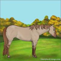 Horse Color:Liver Red Dun Rabicano 