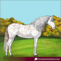 Horse Color:White Spotted Bay Dun Appaloosa 