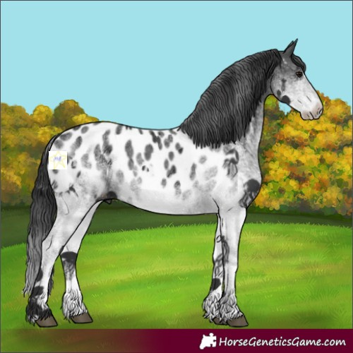Horse Color:White Spotted Black Appaloosa 