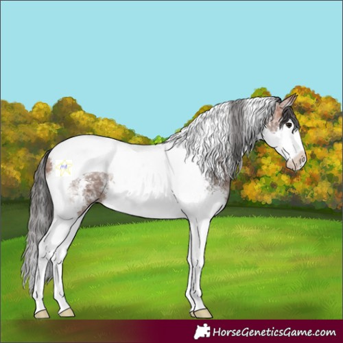 Horse Color:Bay Ice Sabino Splash Tobiano 