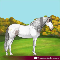 Horse Color:Bay Ice Sabino Splash Tobiano 