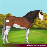Horse Color:Bay Splash 