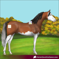 Horse Color:Bay Splash 
