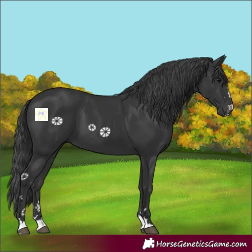 Horse Color:Black 