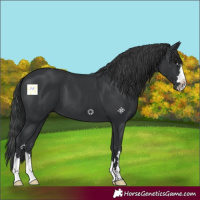 Horse Color:Black 