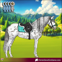 Horse Color:Grullo Tobiano Appaloosa