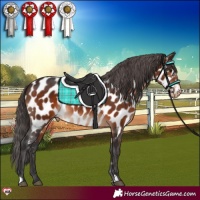Horse Color:Brown Appaloosa