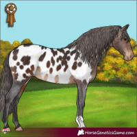 Horse Color:Brown Appaloosa 