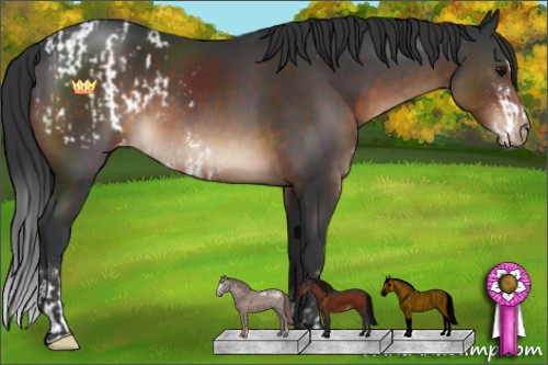 Horse Color:Brown Sabino Appaloosa  and Brown Sabino Appaloosa Rabicano 