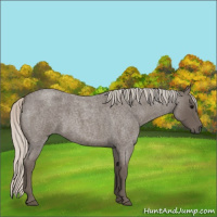 Horse Color:Silver Blue Roan 