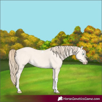 Horse Color:Perlino Dun Tobiano 