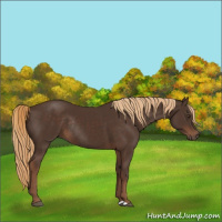 Horse Color:Liver Chestnut Rabicano 