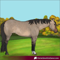 Horse Color:Brown Dun