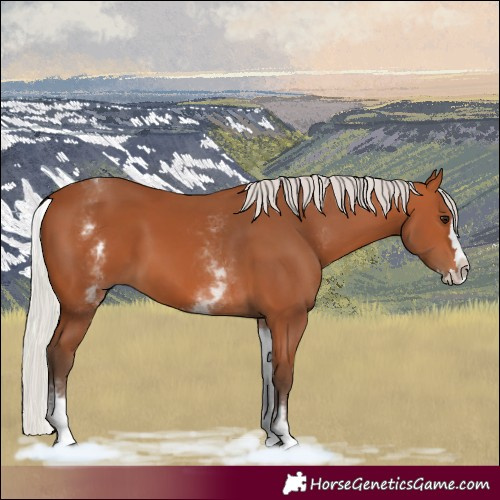 Horse Color:White Spotted Silver Bay Splash 