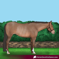 Horse Color:Sable Champagne Rabicano 