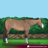 Horse Color:Bay Dun Rabicano 