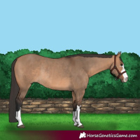 Horse Color:Bay Dun Rabicano 