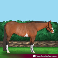 Horse Color:Bay Rabicano 