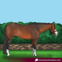 Horse Color:Bay Rabicano 