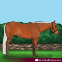 Horse Color:Silver Bay Rabicano