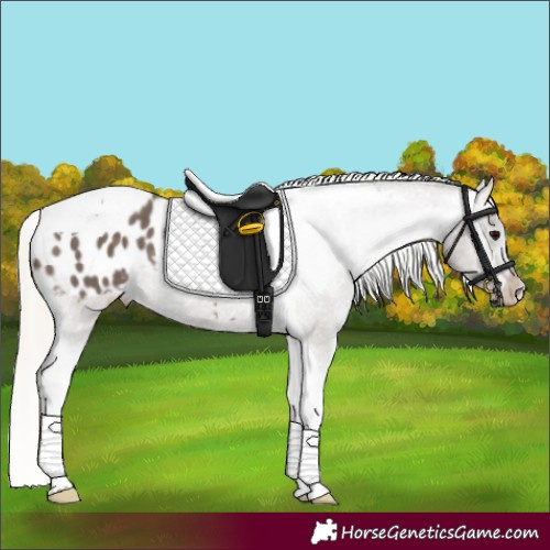 Horse Color:Silver Black Tobiano Appaloosa 