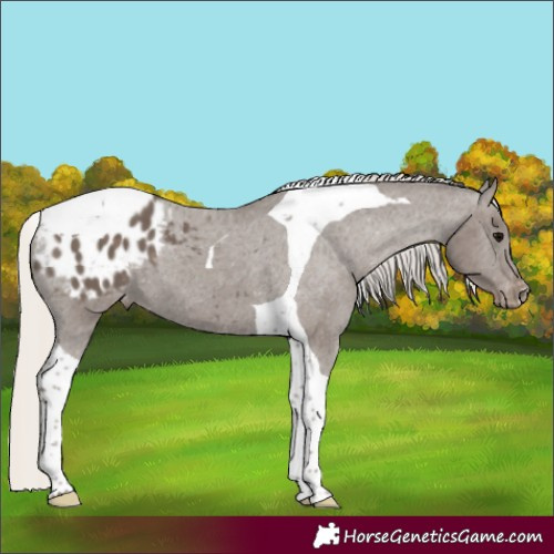Horse Color:Silver Black Tobiano Appaloosa 