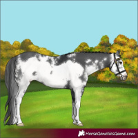 Horse Color:Black Sabino Frame