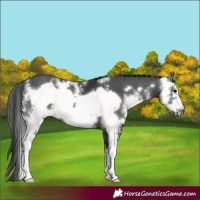 Horse Color:Black Sabino Frame 