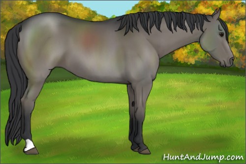 Horse Color:Black 