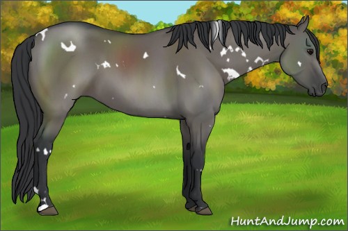 Horse Color:White Spotted Grullo 