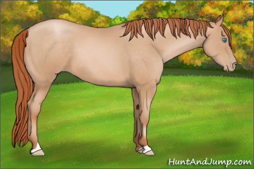 Horse Color:Buckskin Pearl 