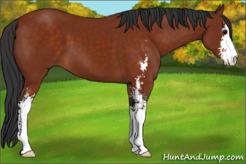 Horse Color:Brown Sabino 