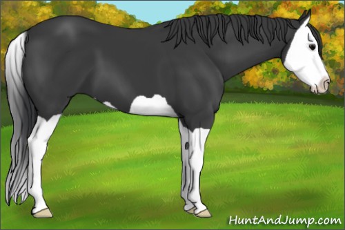 Horse Color:Black Splash 