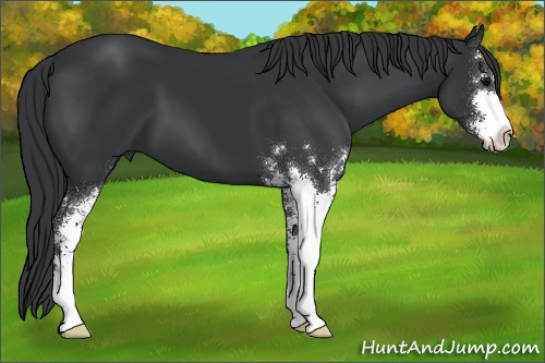 Horse Color:Black Sabino 