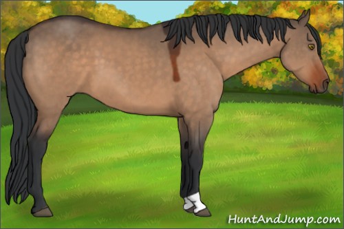 Horse Color:Brown Dun 