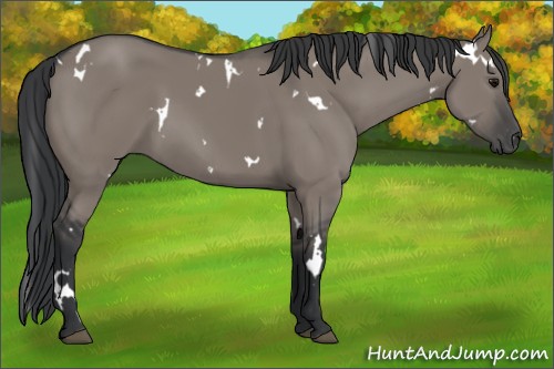 Horse Color:White Spotted Grullo 