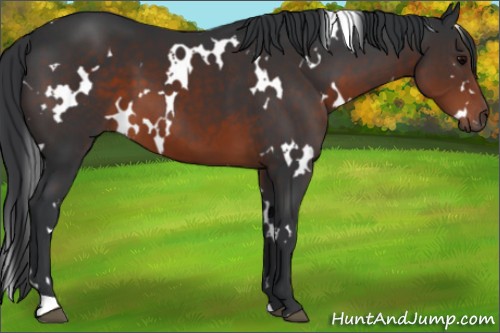 Horse Color:White Spotted Brown 