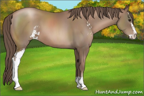 Horse Color:Black Pearl Sabino 