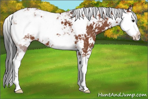 Horse Color:Brown Sabino 