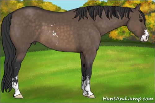 Horse Color:Brown Dun Sabino 
