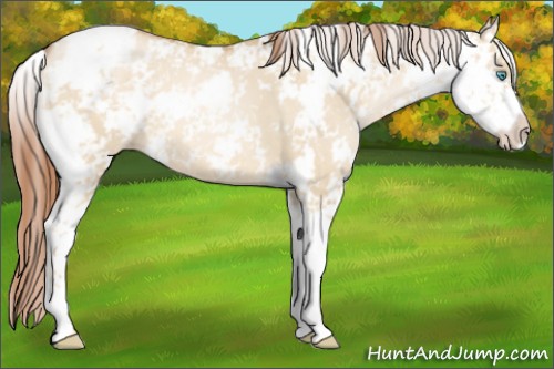 Horse Color:Buckskin Pearl Dun Sabino 