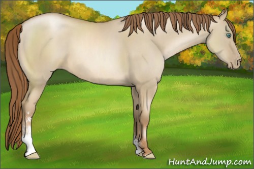 Horse Color:Smoky Grullo Pearl Sabino 