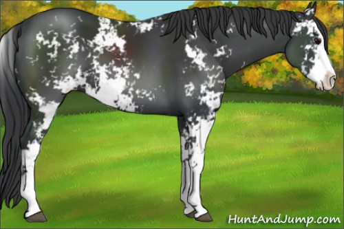 Horse Color:Black Sabino 