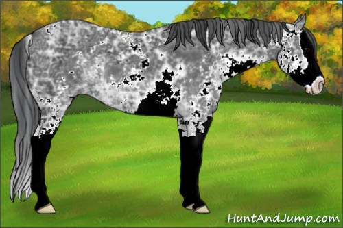 Horse Color:Black Ice Sabino Splash 