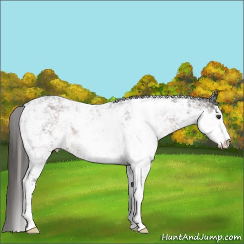 Horse Color:Liver Chestnut Sabino 