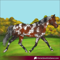 Horse Color:White Spotted Brown 