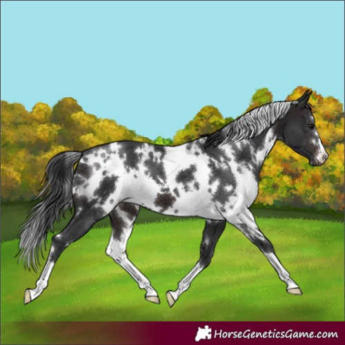 Horse Color:White Spotted Brown 