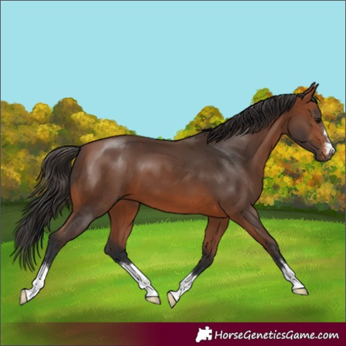 Horse Color:Bay 