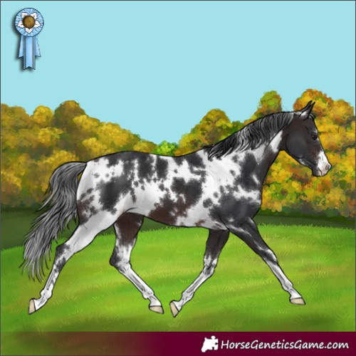 Horse Color:White Spotted Brown 